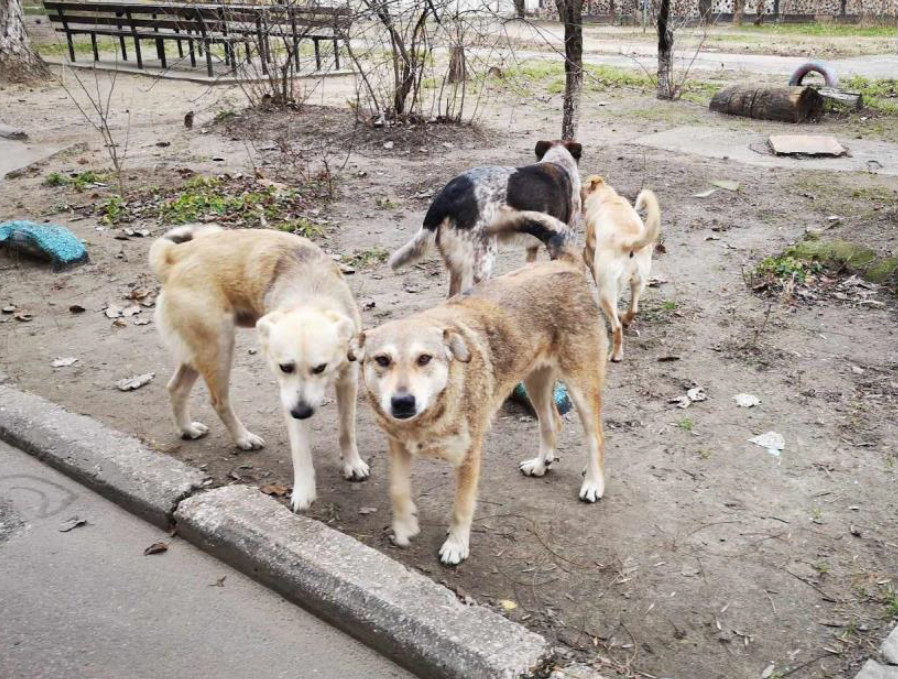 Kviečiame prisidėti prie Chersono gyvūnų gerovės